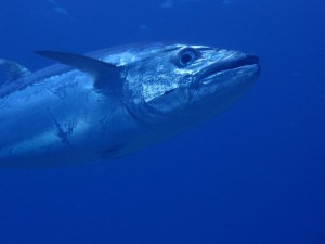 P2045728
