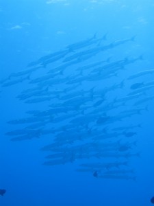 IMG_0790