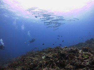 IMG_4581