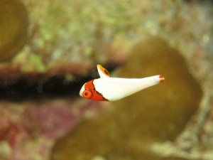 IMG_5011