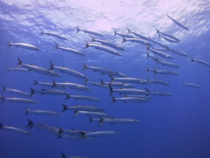 IMG_5028