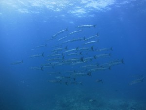 IMG_5038