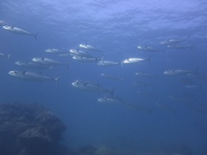 IMG_0494