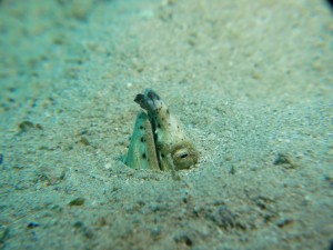 IMG_2991