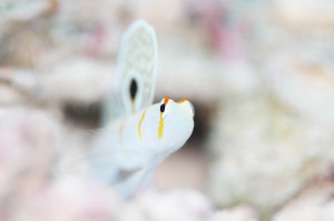 IMG_8931