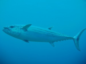 s-P4110133