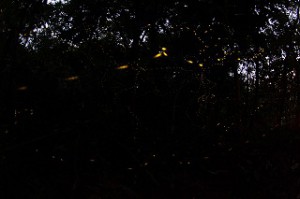 IMG_2301