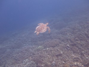 IMG_2637