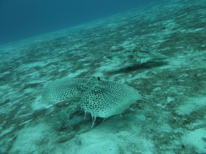 P1130446