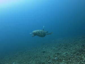 sIMG_4451