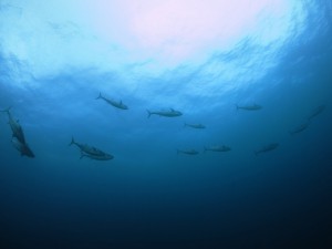 IMG_4401