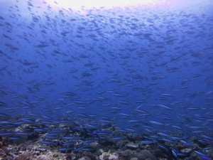 s-IMG_5467