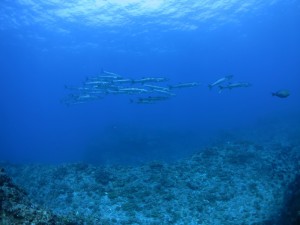 IMG_7333