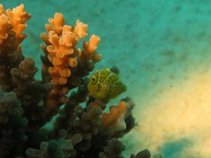 IMG_0239