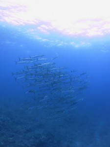 IMG_7149