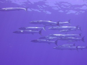 s-AMBA0607