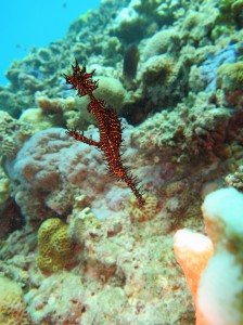 IMG_2536