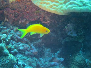 IMG_4237