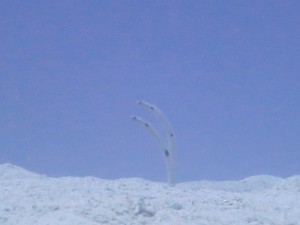 IMG_4258