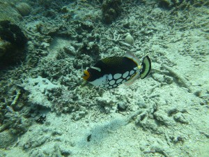 IMG_4288