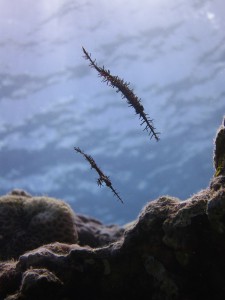 IMG_4525