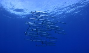 IMG_8708