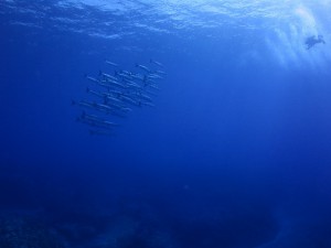 s-IMG_8693