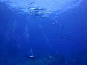 s-IMG_8698