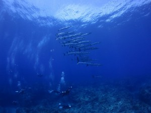 s-IMG_8705