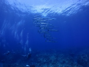 s-IMG_8706
