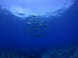 s-IMG_8708