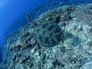 s-IMG_8999