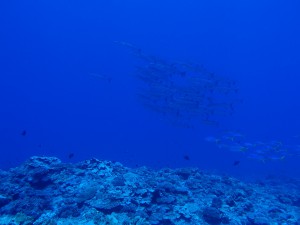 s-P9060278