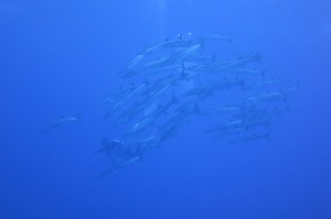 sIMG_3286