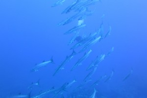sIMG_3288