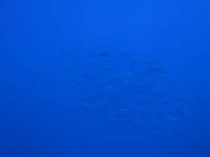 sIMG_8012