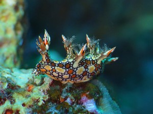 ヒオドシユビウミウシ (3)