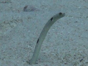 IMG_0976