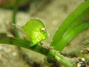 IMG_1547 - コピー