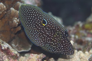 IMG_2134 - コピー