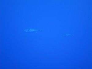 IMG_4053