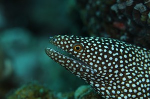 IMG_5015 - コピー