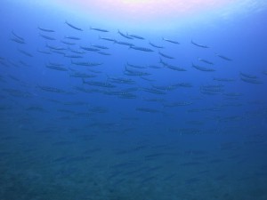 IMG_8479
