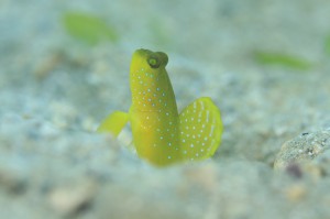 IMG_9845 - コピー