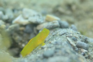 IMG_9855 - コピー