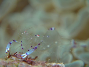 P1020681