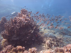 s-IMG_3171