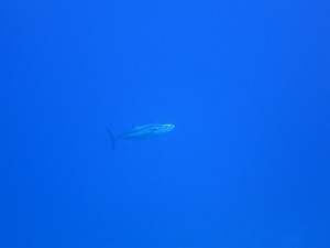 s-IMG_4285