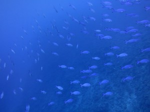 s-IMG_9924
