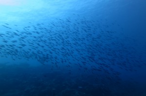 sIMG_3930
